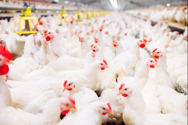 Pequenos aviários enfrentam situação delicada com custos de produção