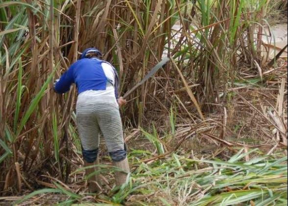 Usina de Açúcar Santa Terezinha precisa cumprir protocolo de avaliação de intoxicações por exposição