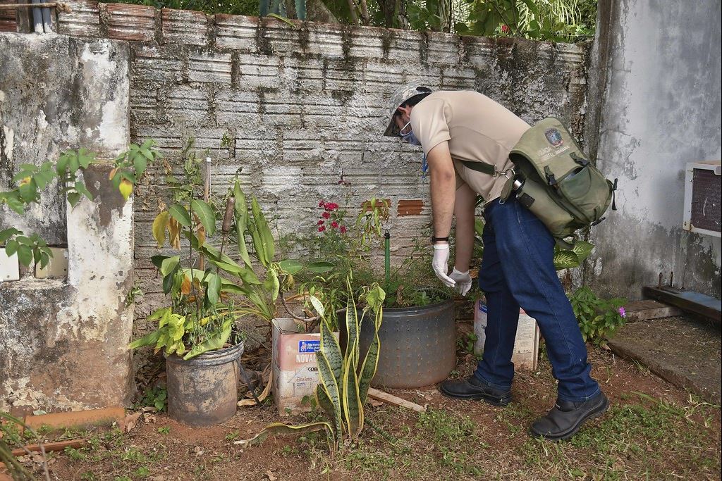 Surto de Dengue em Umuarama: Número de Casos Continua a Aumentar