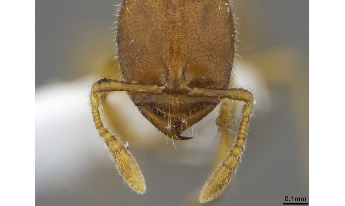 Pesquisadores da UFPR descobrem mais quatro espécies de formiga