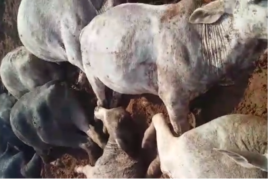 Raio mata pecuarista e várias cabeças de gado em Loanda